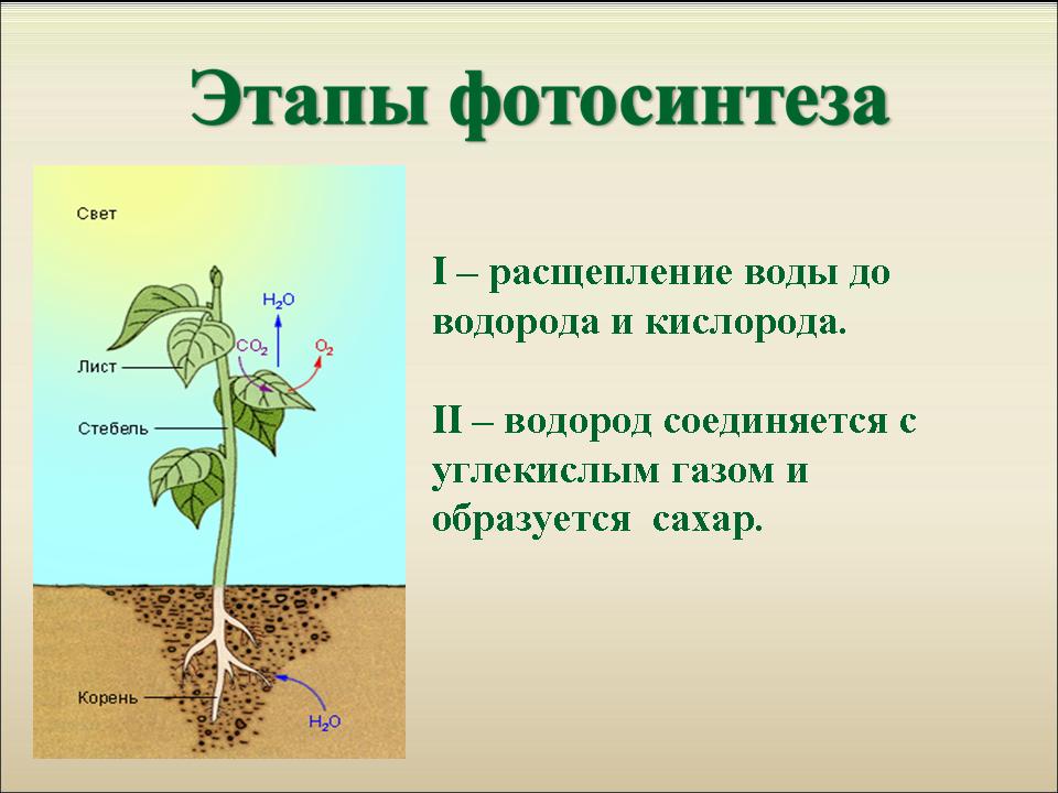 Сообщение на тему растения по биологии 6 класс